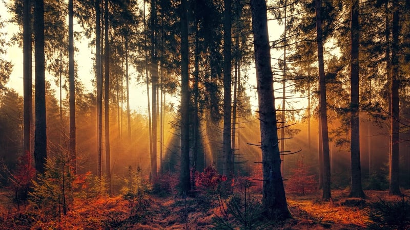 Forest Inspiration